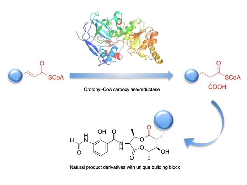 The enzyme crotonyl-CoA carboxylase/reductase with enhanced catalytic power developed using the new technique © 2015 Ikuro Abe.Crotonyl CoA carboxylase/reductase with enhanced catalytic ability is able to attach a carboxylic acid group even to structures that normally it would be unable to alter.