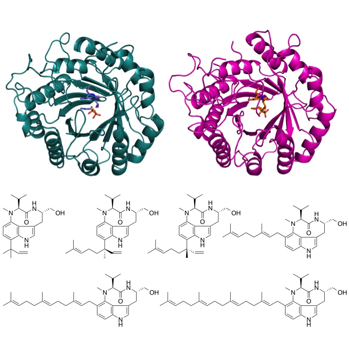 Crystal structure of enzymes biosynthesizing terpene indole alkaloids © 2016 Ikuro Abe.The two prenyltransferase transfer prenyl substrates with a range of chain lengths to a specific position on the indole ring.
