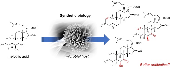 Artificial biosynthesis of steroid antibiotics Artificial biosynthesis of steroid antibiotics