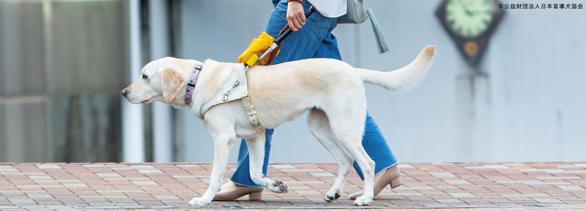 盲導犬と東大