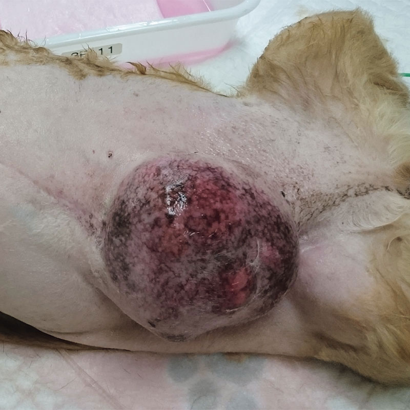 悪性腫瘍(がん)
