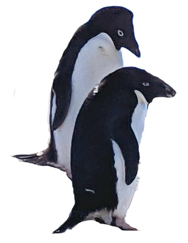 ペンギンの写真