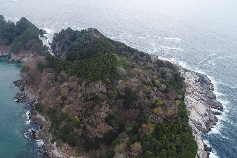 タブの大島