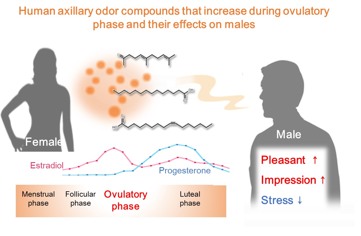Visual representation of body odor compounds increasing during ovulation and their effects on males