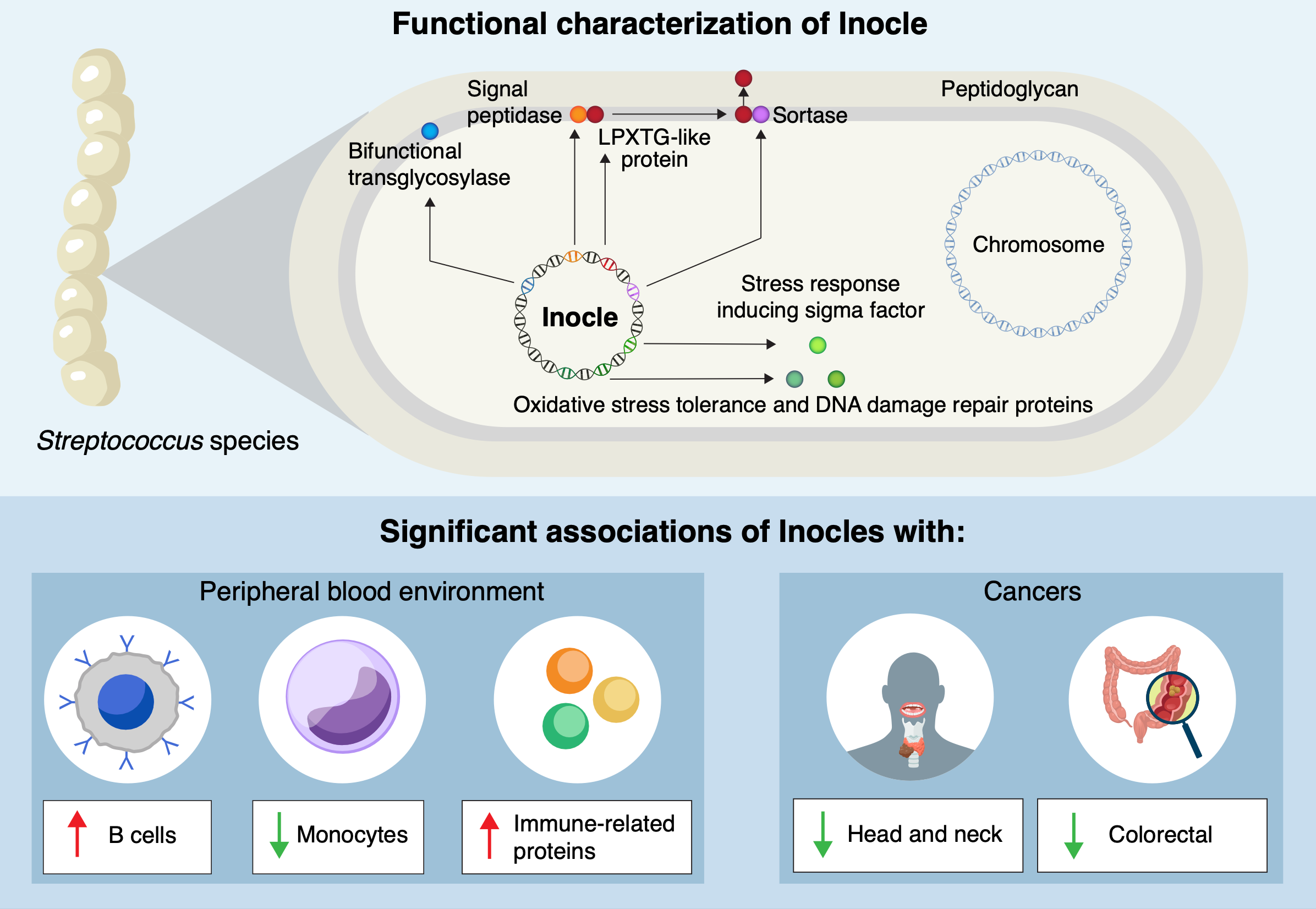 A diagram showing the components of an inocle