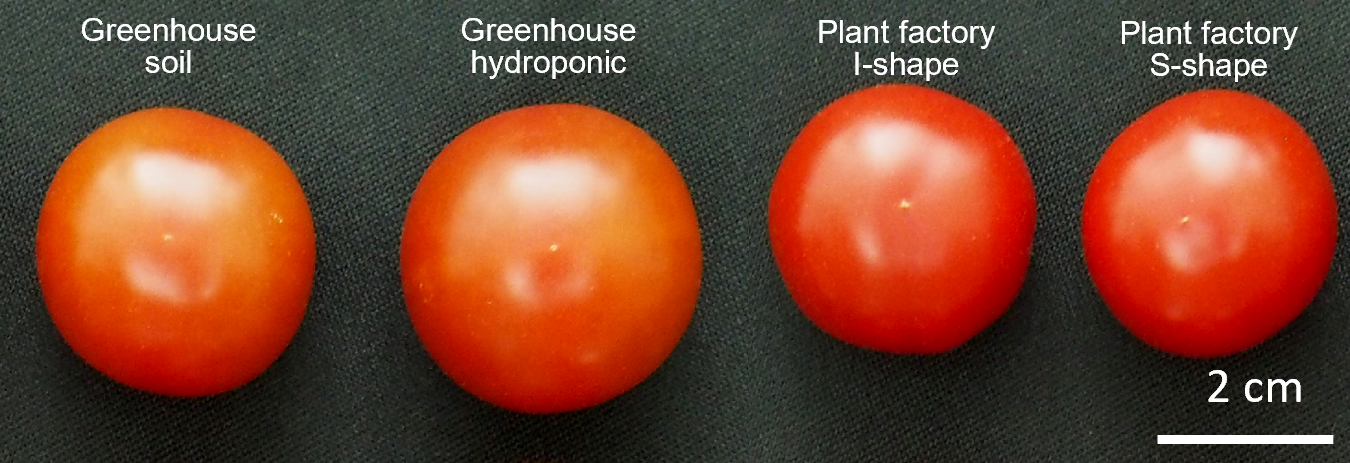 Four tomatoes, two large, two slightly smaller.