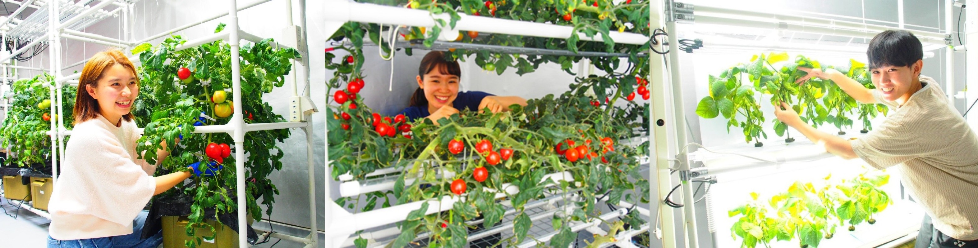 Three images of people tending tomato plants.