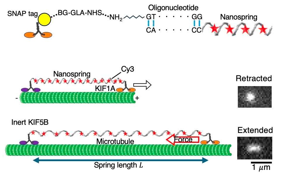 A diagram showing the nanospring contracted and extended.