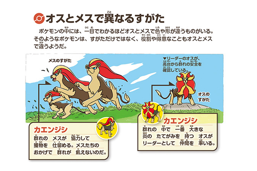 「ポケモン生態図鑑」から第1章「個性あふれる見た目」p.12より、「オスとメスで異なるすがた」項のカエンジシのイラスト