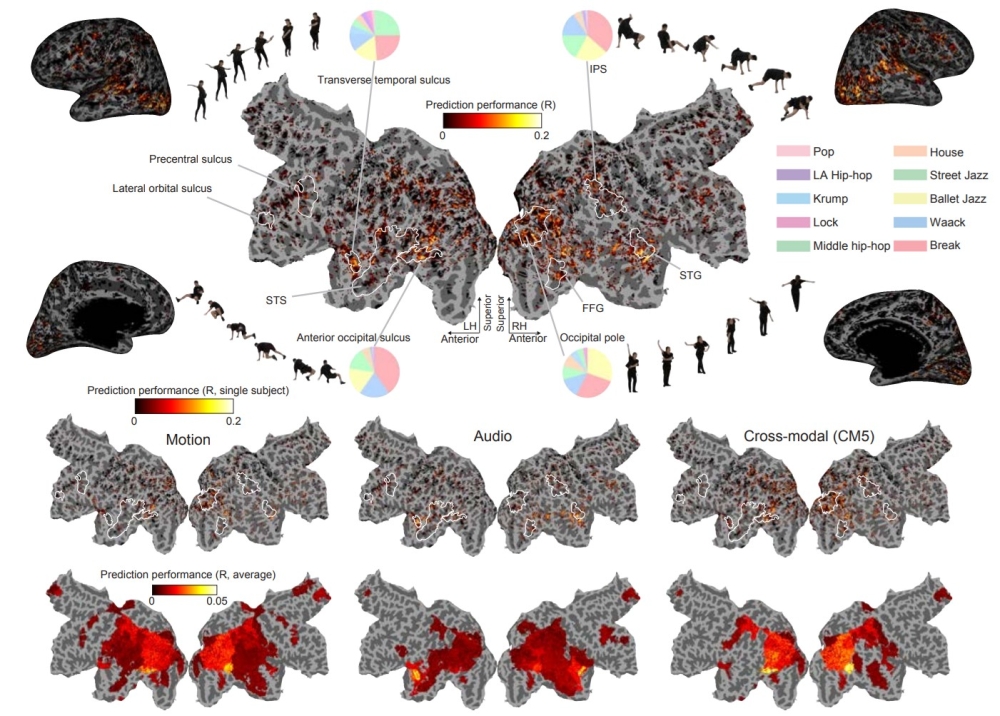 Image of  brain-activity simulator results