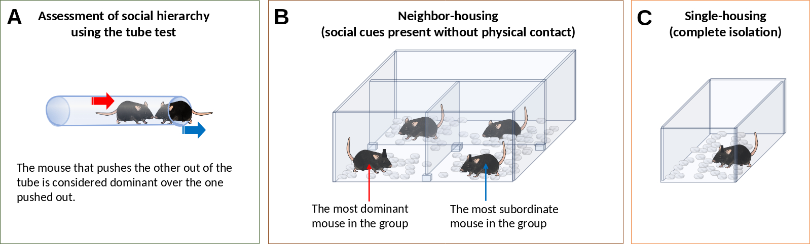 Three diagrams of mice in different group settings.
