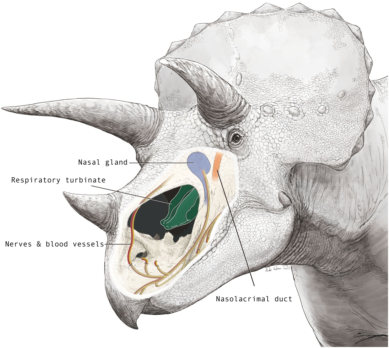 Illustration of Triceratops head region