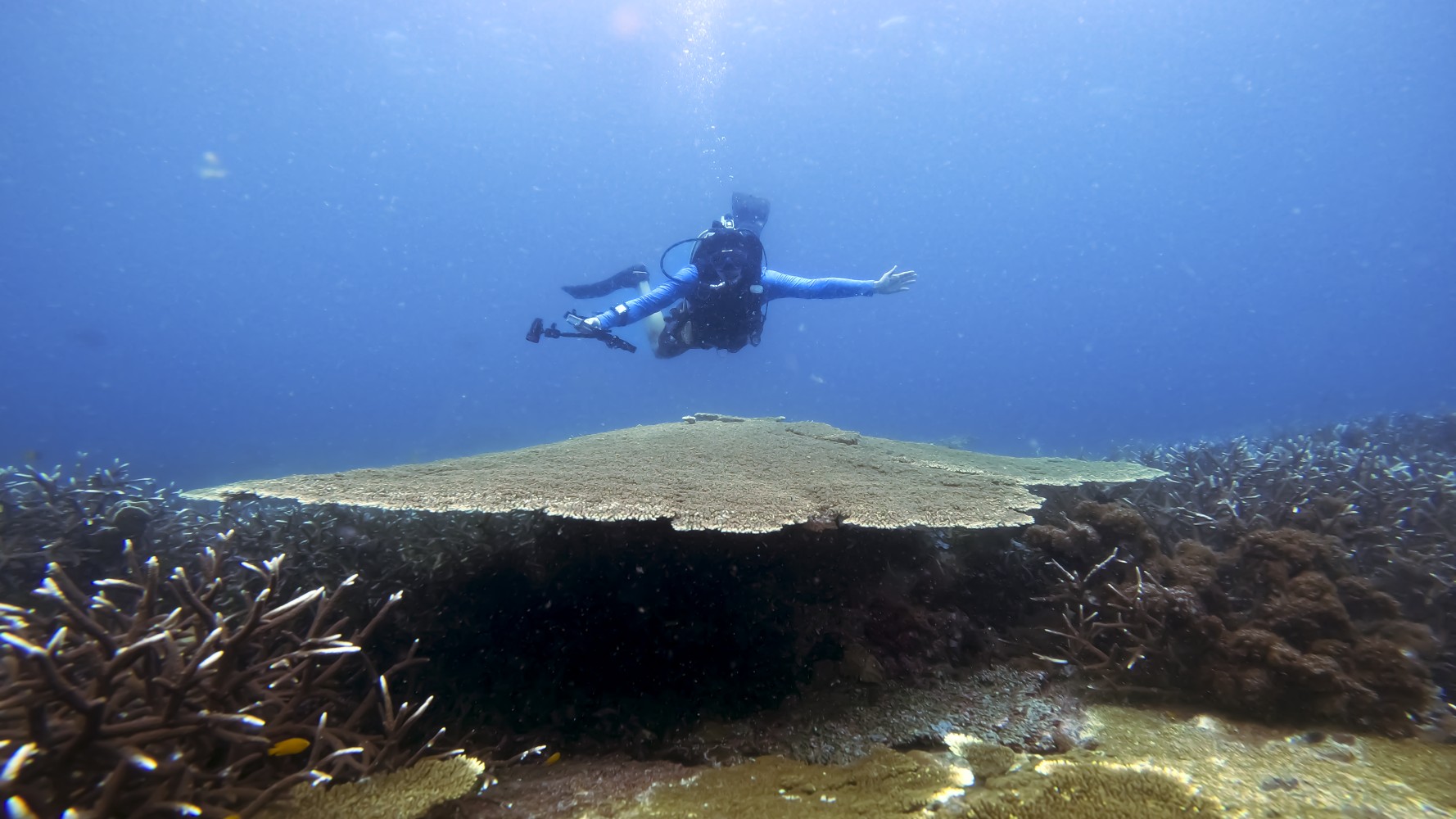 A diver over some coral under the sea