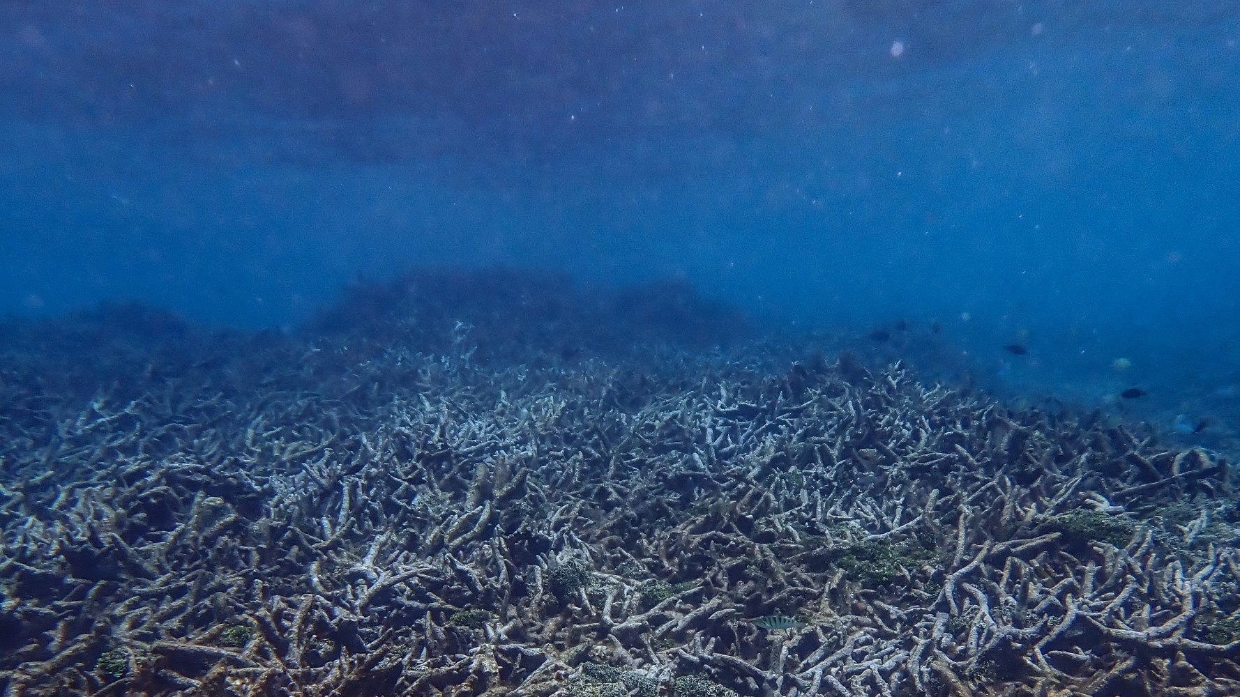 An expanse of dead coral