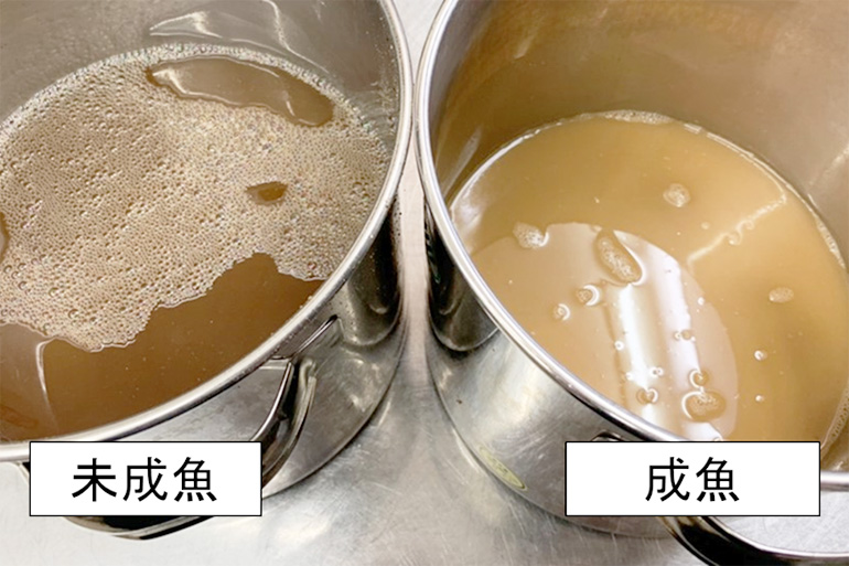 鍋それぞれにトビウオの未成魚と成魚から調製した焼きあごだしが入っている