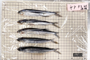 トビウオの未成魚