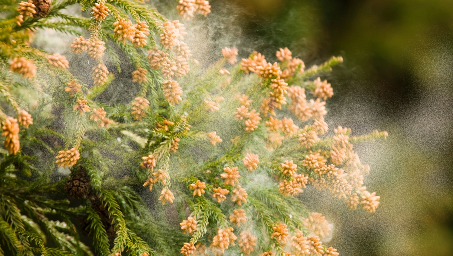 アドビイメージ画像