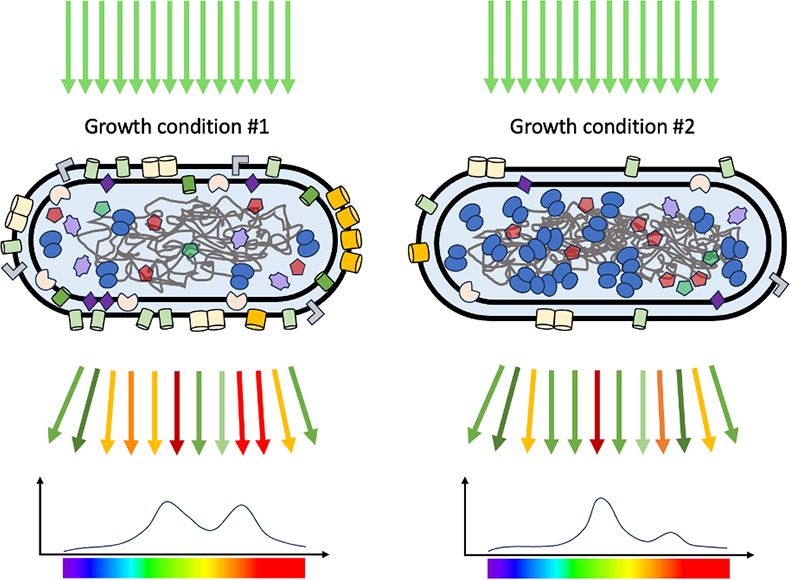 Two blue shapes representing cells containing various colored elements