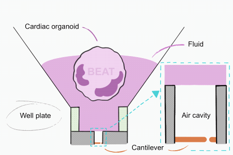 An illustrated GIF showing how the contractions of the heart organoid trigger the sensor mechanism.