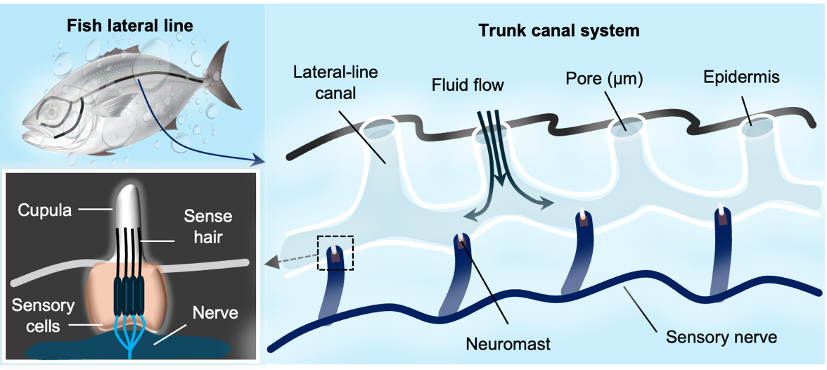 Illustration of the lateral line organ in fish which inspired the device. 